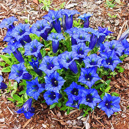 Фото Горечавка Узколистная