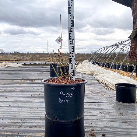 Фото Роза мускусный гибрид Букаву