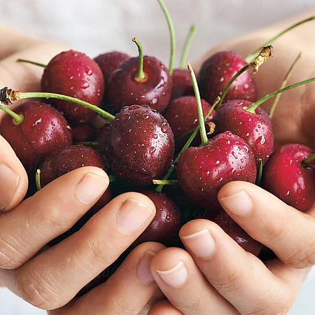 Фото Вишня Морозовка