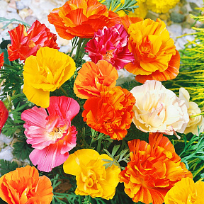 Эшшольция Балерина Яркий набор