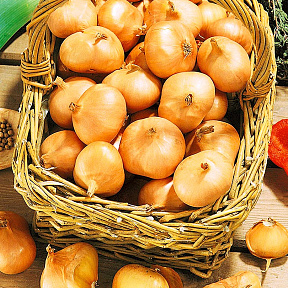 Лук семейный (шалот) Альбик