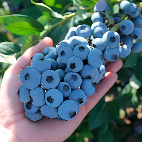 Голубика Пиннакл