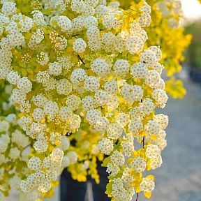 Спирея Вангутта Голд Фаунтейн