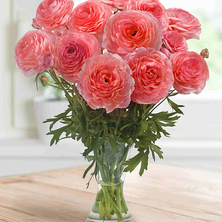 Фото Лютик Романс Ноан