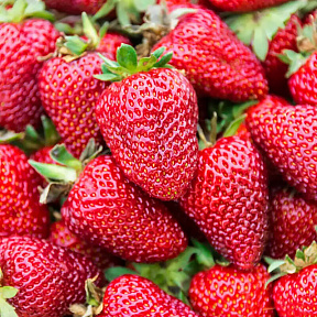 Земляника садовая Брилла