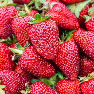 Земляника садовая Брилла