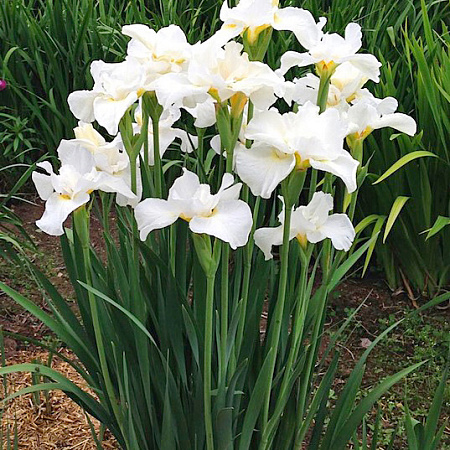 Фото Ирис сибирский Свонс ин Флайт