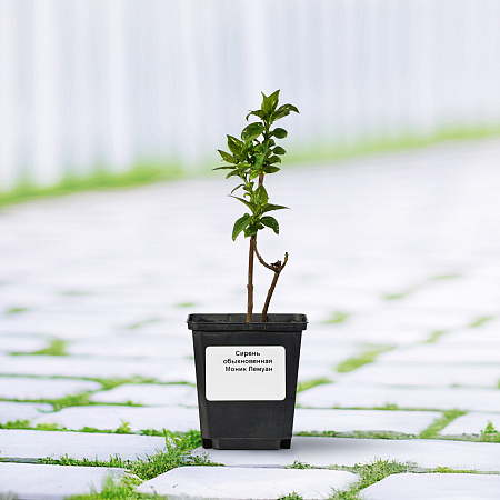 Фото Сирень обыкновенная Моник Лемуан