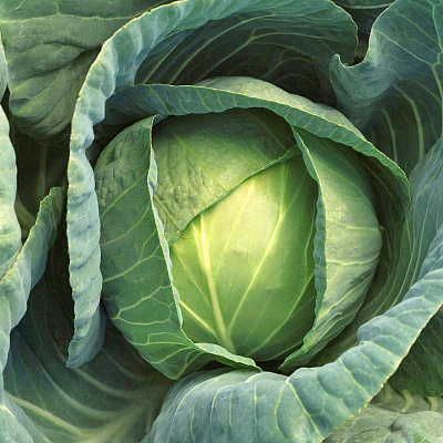 Капуста белокочанная Суприм вантаж F1