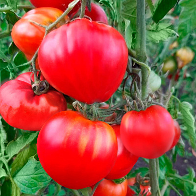 Помидор Котофей