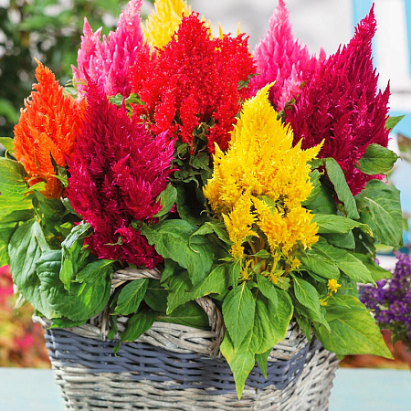 Фото Целозия Глориус Яркий набор