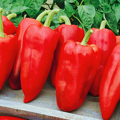 Перец сладкий Джипси F1