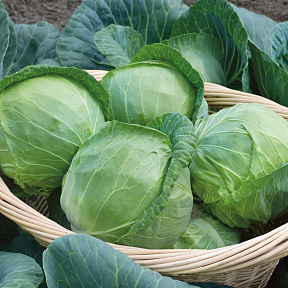 Капуста белокочанная Агрессор F1 16шт