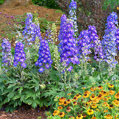 Дельфиниум Дельджиниус Глитци