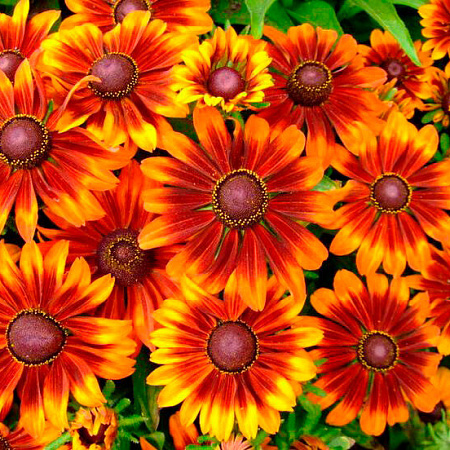 Фото Рудбекия Осенний лес