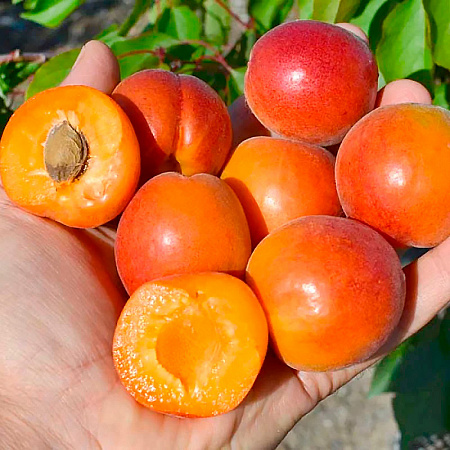 Фото Абрикос колонновидный Цунами