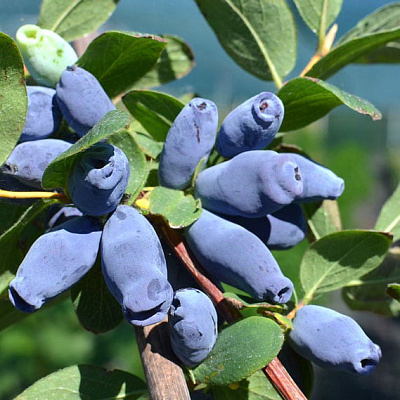 Жимолость Аврора