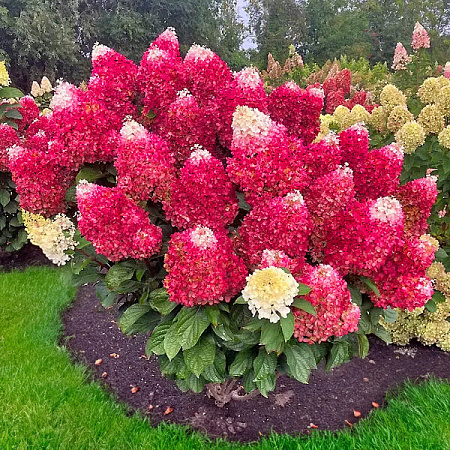 Фото Гортензия метельчатая Ред Вельвет