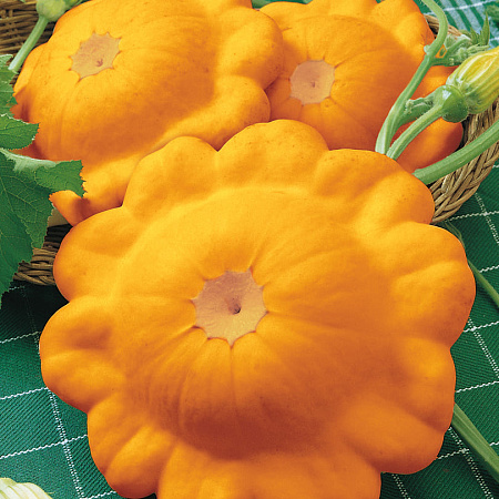 Фото Патиссон Оранж