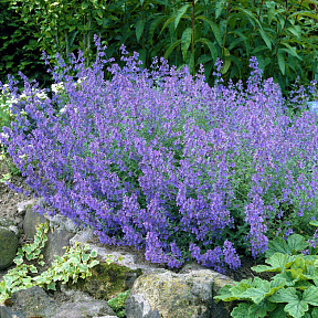 Котовник фассена Блю Вандер