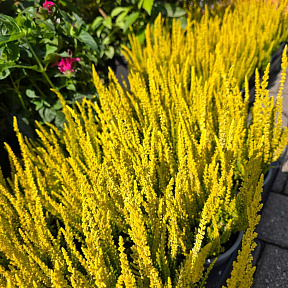 Вереск обыкновенный Голд Хейз