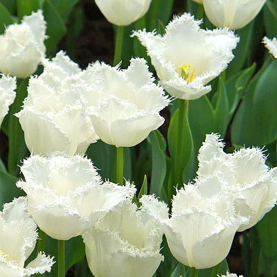 Тюльпан бахромчатый Дейтона