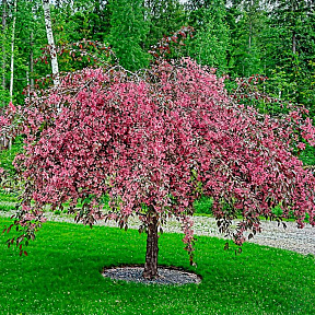 Яблоня декоративная Зонтичная крупноплодная