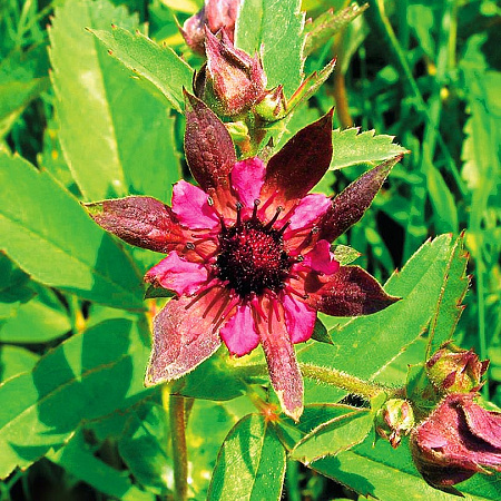 Фото Сабельник Болотный
