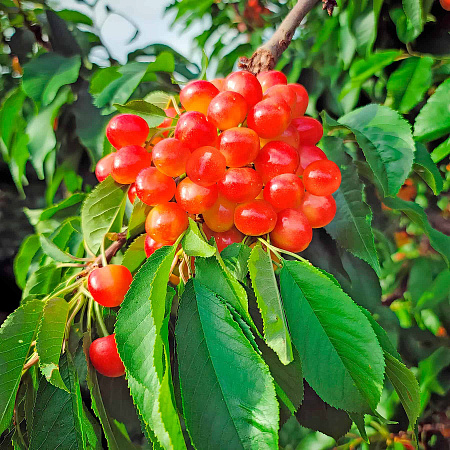 Фото Черешня Сестренка