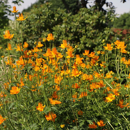 Фото Купальница китайская