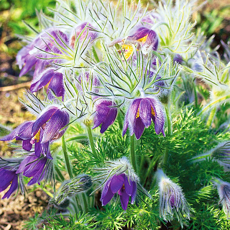 Фото Прострел Даурский