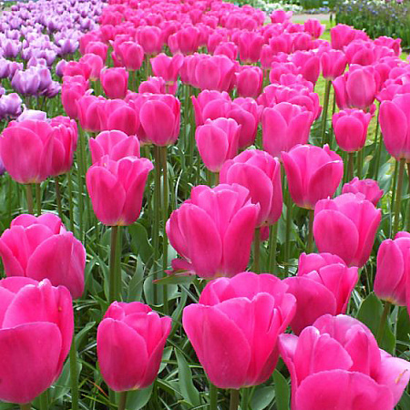 Фото Тюльпан триумф Барселона