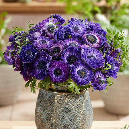 Фото Ветреница (анемона) корончатая Фуллстар Блю