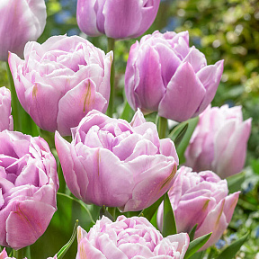 Тюльпан махровый поздний Катинка