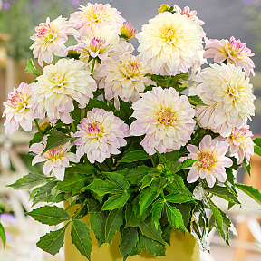 Георгин миниатюрный Гэллери Моне