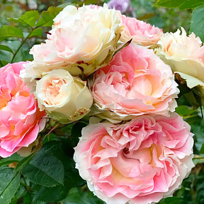 Роза плетистая-клаймбер Цезарь