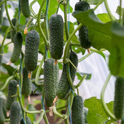 Огурец Сигурд