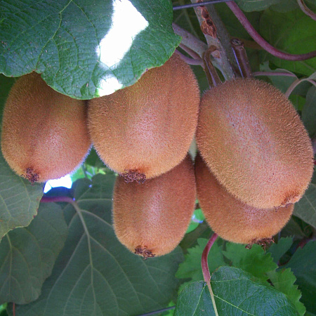 Фото Актинидия коломикта Закарпатье