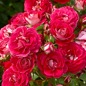 Роза миниатюрная Коразон