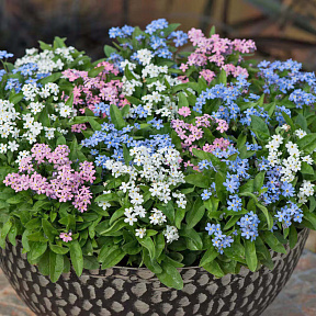 Незабудка альпийская Недотрога набор