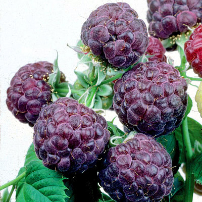 Малина летняя черноплодная Глен Кое