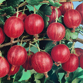 Крыжовник Сеянец Лефора