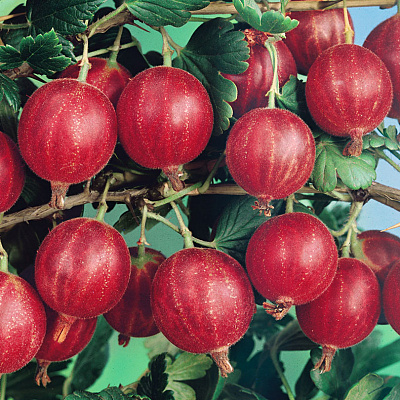 Крыжовник Сеянец Лефора