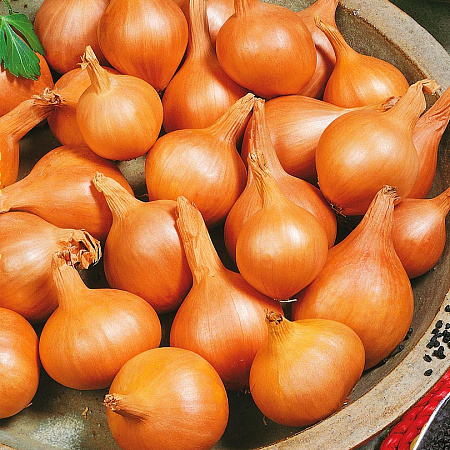 Фото Лук семейный (шалот) Великоустюгский