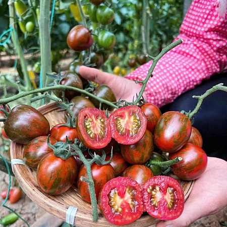 Фото Помидор Зебра F1
