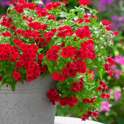 Флокс друммонда Этнис Красный бархат