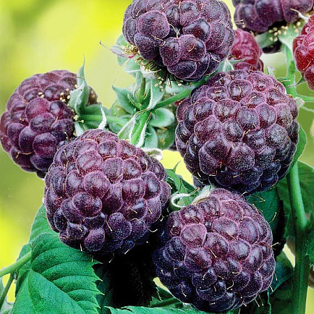 Фото Малина летняя черноплодная Глен Кое