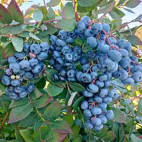 Голубика Хардиблю