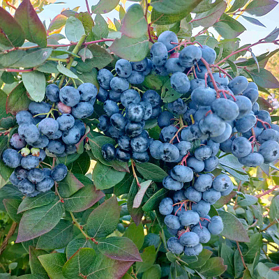 Голубика Хардиблю