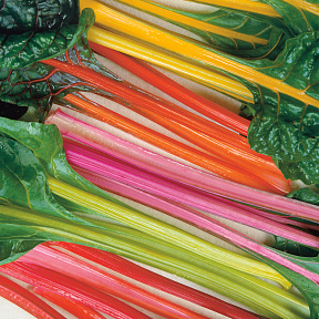 Свёкла листовая мангольд Набор Песни и пляски